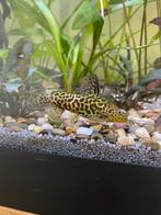 2 synodontis schoutedenis meervallen, Dieren en Toebehoren, Vis, Zoetwatervis