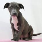 American Staffordshire Terrier pups te koop, CDV (hondenziekte), Meerdere, Meerdere dieren, Buitenland
