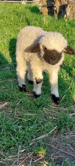 Walliser schwarznase bokje, Mannelijk, Schaap, 0 tot 2 jaar
