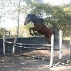 Fanatieke ruiter gezocht, Dieren en Toebehoren, Paarden