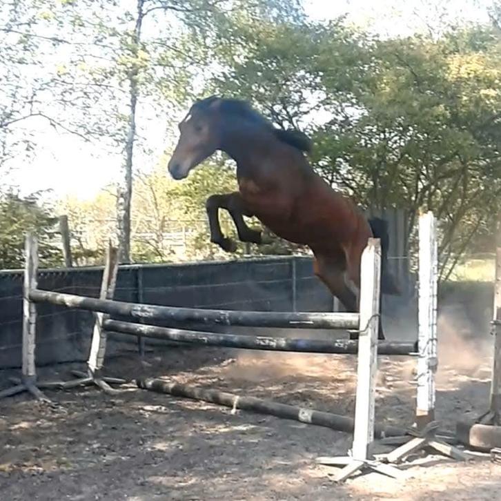 Fanatieke ruiter gezocht, Dieren en Toebehoren, Paarden