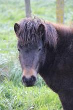 Shetlandpony merrie, Dieren en Toebehoren, Pony's, Gechipt, Merrie, 0 tot 2 jaar, Niet van toepassing