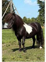 Étalon coloré, Étalon, Non dressé, 3 à 6 ans, Avec pedigree