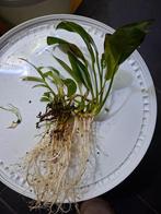 Aquariumplanten Anubias moederplant, Dieren en Toebehoren, Ophalen, Zo goed als nieuw, Plant(en), Steen of Hout