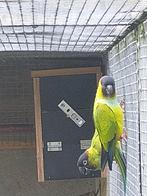 Nenday aratinga, Dieren en Toebehoren, Vogels | Parkieten en Papegaaien