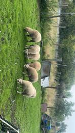 Mouton texel, Mannelijk, Schaap, 0 tot 2 jaar