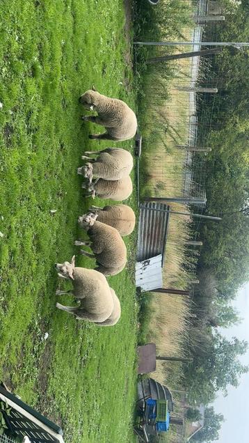 Mouton texel beschikbaar voor biedingen