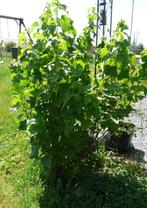 Groseillers, Ophalen, Lente, Overige soorten, Volle zon