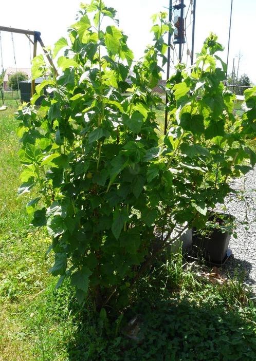 Groseillers, Tuin en Terras, Planten | Fruitbomen, Overige soorten, 100 tot 250 cm, Volle zon, Lente, In pot, Ophalen