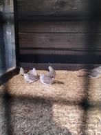 DIAMANTDUIFJES TE KOOP, Dieren en Toebehoren, Vogels | Duiven