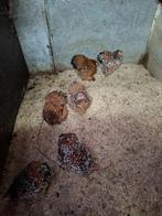 cochin hennen, Animaux & Accessoires, Volatiles