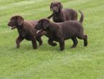 Labrador  pups op boerderij geboren(geteste ouders), Dieren en Toebehoren, CDV (hondenziekte), Meerdere, 8 tot 15 weken, België