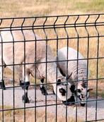 Kerry-Hill schapen, Dieren en Toebehoren