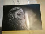 Eagle fotobord op geborsteld aluminium, Ophalen, Nieuw