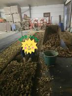 Grondwitloof, Enlèvement