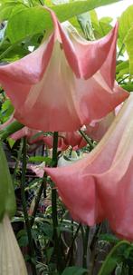 Brugmansia's Trompetbloemen, Ophalen