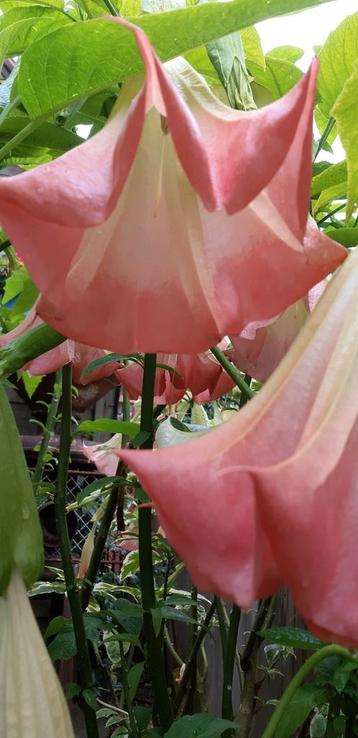 Brugmansia's Trompetbloemen  beschikbaar voor biedingen