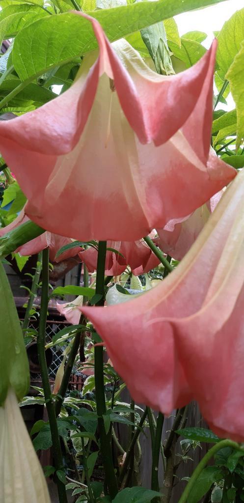 Brugmansia's Trompetbloemen, Tuin en Terras, Planten | Tuinplanten, Ophalen