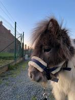 Shetlander veulentje te koop, Mei, Mannelijk