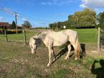 Cremello/perlino welsh cob merrie 2,5y, Dieren en Toebehoren, Paarden, Merrie, Minder dan 160 cm, Gechipt, 0 tot 2 jaar