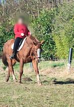 Wandel- / Recreatiepaard merrie, Dieren en Toebehoren, Paarden, Merrie, 170 tot 175 cm, 11 jaar of ouder, Recreatiepaard