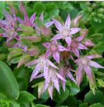 51 bouchons Sedum Spurium 5cm - Caucasien, orpin rose, Plein soleil, Enlèvement, Plante fixe, Été