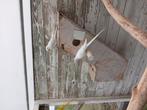Koppel princes of wallesparkieten albino, Dieren en Toebehoren