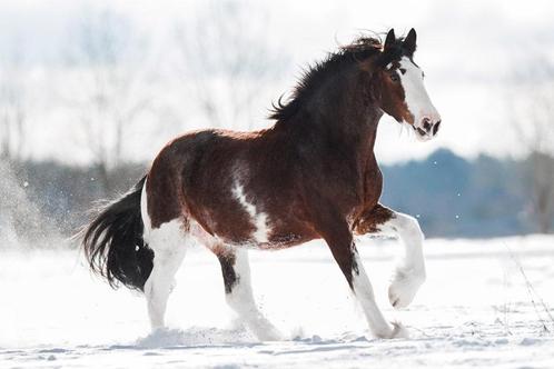 Bijrijd(st)er gezocht voor het mooiste paard!, Animaux & Accessoires, Chevaux & Poneys | Autres trucs de cheval, Enlèvement