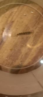 Vis gratis otocinclus, Dieren en Toebehoren, Vis