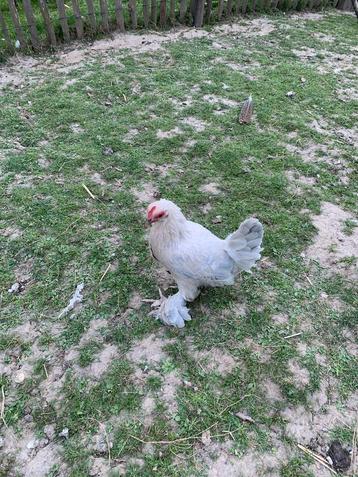 2 poules Barbu d’Uccle Isabelle beschikbaar voor biedingen
