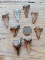 Lot de dents de requin | Rumst, Enlèvement ou Envoi, Fossile