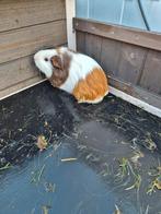 Cavia's te koop, Animaux & Accessoires, Rongeurs, Avril, Plusieurs animaux, Cobaye