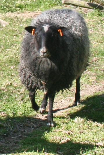 Jonge ram Gotlandschaap, Mâle, Mouton, 0 à 2 ans