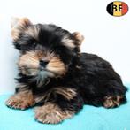 Doux petits chiots Yorkshire Terriër à vendre (belges), Commerçant, Yorkshire Terrier, 8 à 15 semaines, Plusieurs