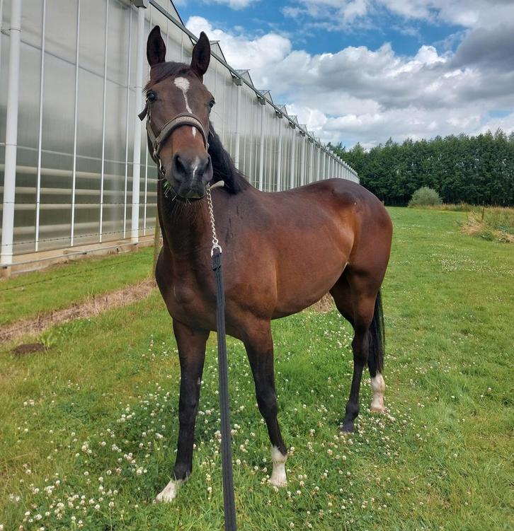 Te koop: Dressuurgefokte merrie, Animaux & Accessoires, Chevaux, Jument, Débourré, 160 à 165 cm, 3 à 6 ans, Cheval de dressage