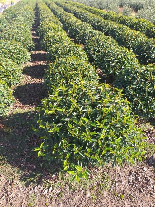 Portugese laurier Bolvorm, Tuin en Terras, Planten | Struiken en Hagen, Laurier, Ophalen