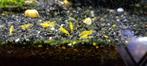 Yellow fire backline - Citroen Garnaal - (neocaridina), Animaux & Accessoires, Poissons | Poissons d'aquarium, Homard, Crabe ou Crevette