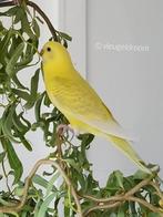 Zoek wilgentakken tenen omgeving Roosendaal Nispen Essen eo, Tuin en Terras, Planten | Tuinplanten, Ophalen