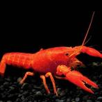 orangje/witte kreeften, Ophalen, Nieuw, Overige typen