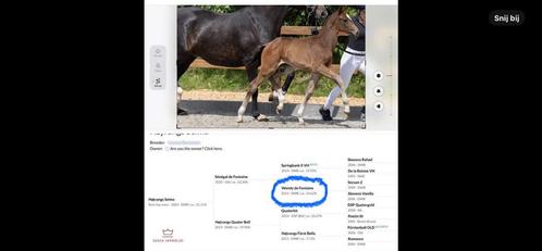 Zeer interessante merrie!! Olympische genen!!, Dieren en Toebehoren, Paarden, Merrie