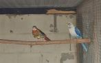 Koppel blauwpastel/ opaline cin lutino k zwart x zwartopalin, Parkiet, Geringd