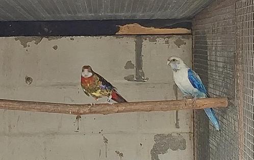 Koppel blauwpastel/ opaline cin lutino k zwart x zwartopalin, Dieren en Toebehoren, Vogels | Parkieten en Papegaaien, Parkiet