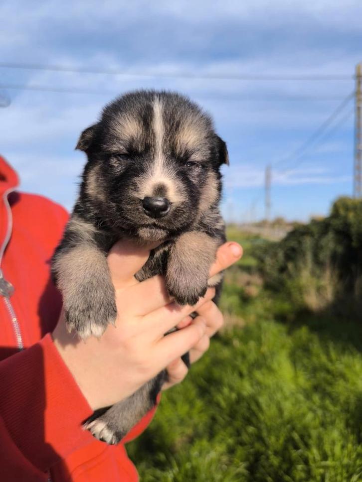 Prachtige Shepsky puppy’s, Dieren en Toebehoren, Honden | Niet-rashonden, Groot, Meerdere dieren, Fokker | Professioneel, Meerdere