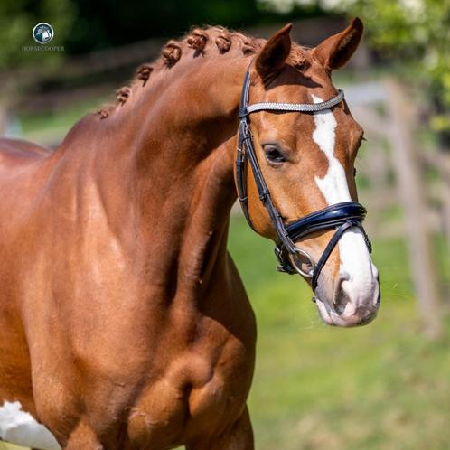 Dimaggio Black merrie, blikvanger!, Dieren en Toebehoren, Paarden, Merrie, L, 160 tot 165 cm, 3 tot 6 jaar, Dressuurpaard, Met stamboom