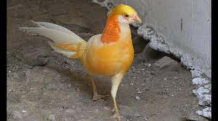 PERZIK KLEURIGE GOUDFAZANTEN, Dieren en Toebehoren, Vogels | Overige Vogels, Tropenvogel, Meerdere dieren, Tam, Geringd