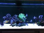 Aquarium Akvastabil Fusion 2 meter breed, Gebruikt, Ophalen, Gevuld zoetwateraquarium