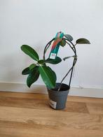 Bruidsbloem te koop, Ophalen