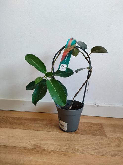 Bruidsbloem te koop, Huis en Inrichting, Kamerplanten, Ophalen