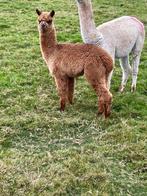 Alpaca merrie veulentjes, Dieren en Toebehoren, Overige Dieren