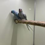 kweekkoppel halsbandparkieten opaline bont, Dieren en Toebehoren, Vogels | Parkieten en Papegaaien, Papegaai